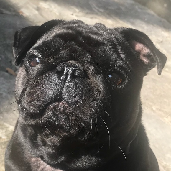 Meet your Posher, Allie - Picture 1 of 2